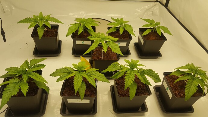 Growreport Bild 6
