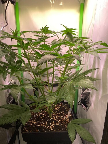 Growreport Bild 1