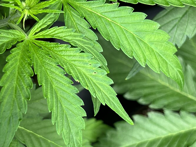 Growreport Bild 6