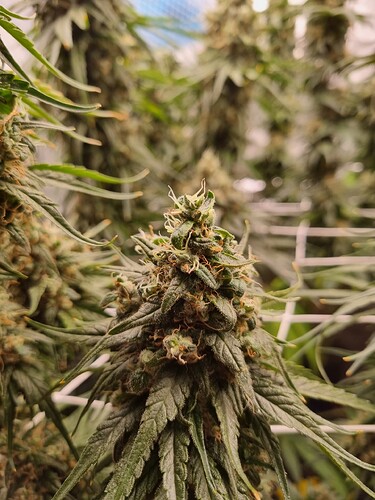 Growreport Bild 29