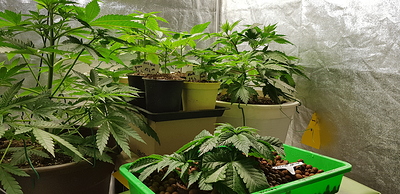 Growreport Bild 23