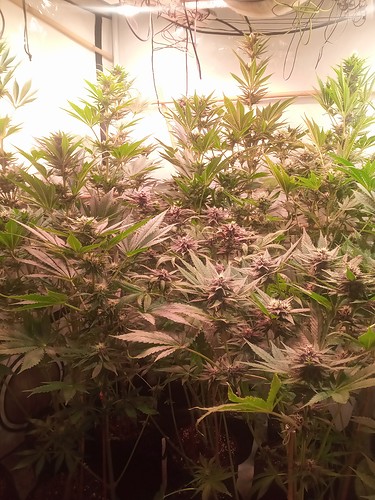 Growreport Bild 38
