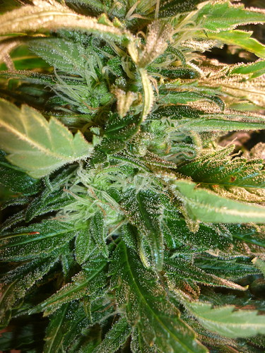 Growreport Bild 3