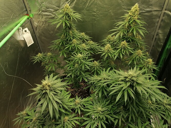 Growreport Bild 8