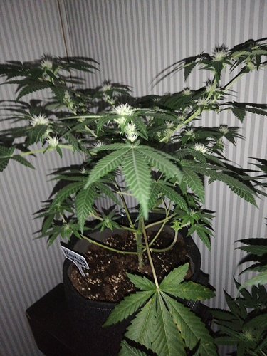 Growreport Bild 7