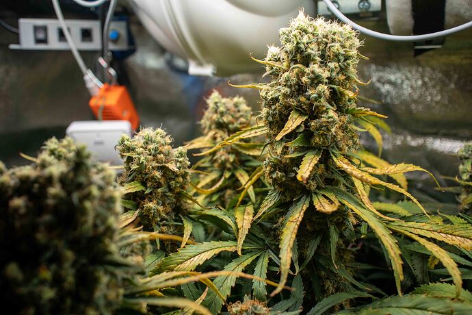Growreport Bild 7
