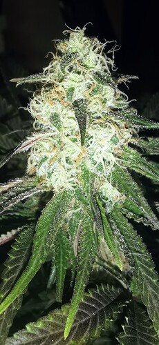 Growreport Bild 33