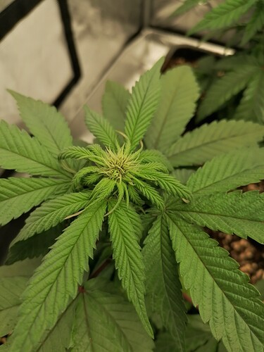 Growreport Bild 5
