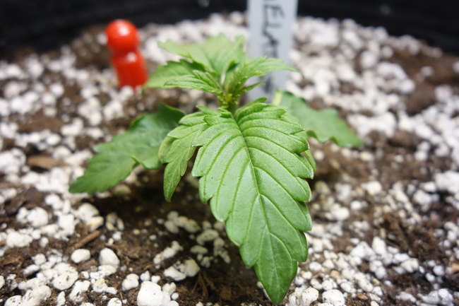 Growreport Bild 13