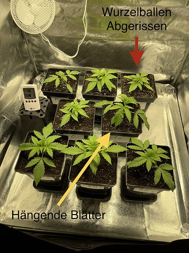 Growreport Bild 16