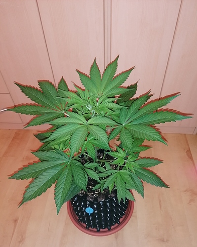 Growreport Bild 5