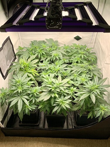 Growreport Bild 1