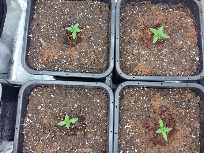 Growreport Bild 2