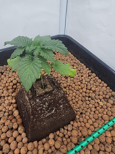 Growreport Bild 6