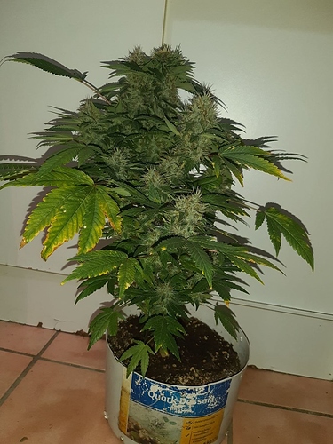 Growreport Bild 1