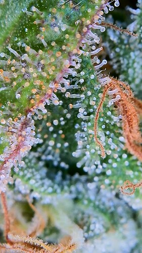 Growreport Bild 5