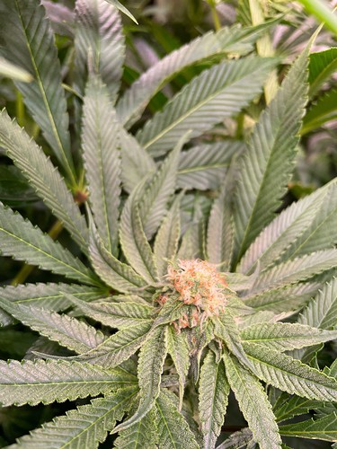 Growreport Bild 3