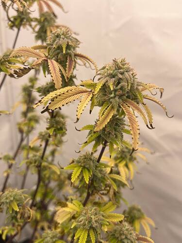 Growreport Bild 1