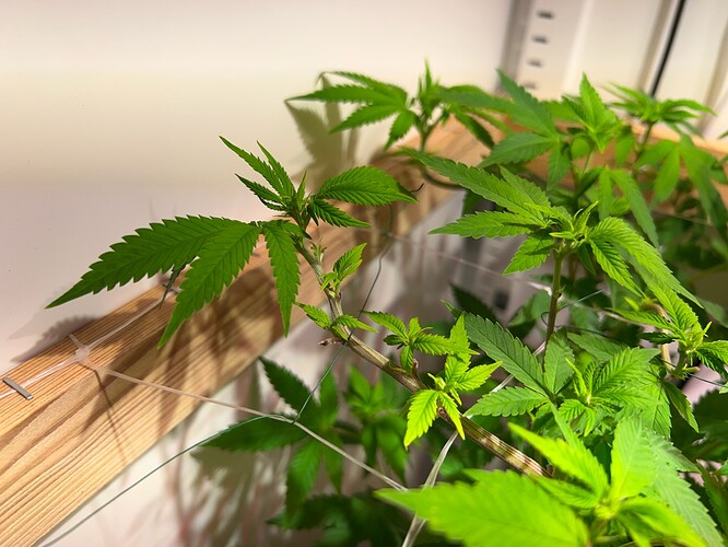 Growreport Bild 3