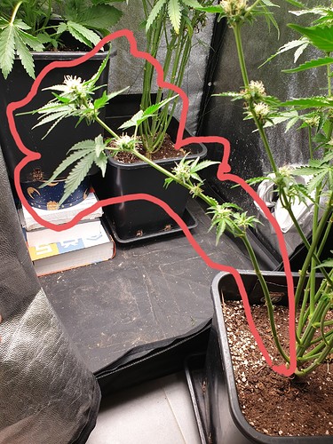 Growreport Bild 1