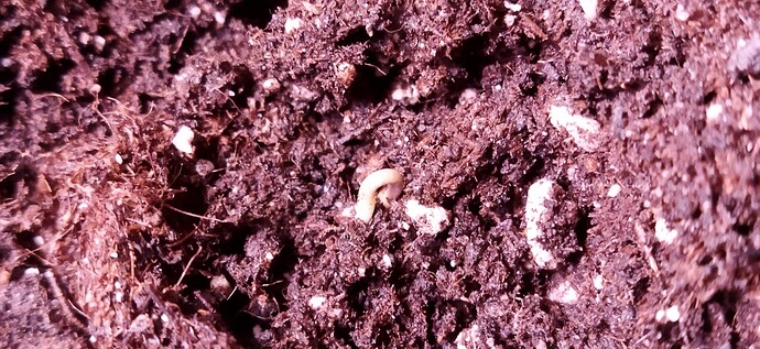 Growreport Bild 91