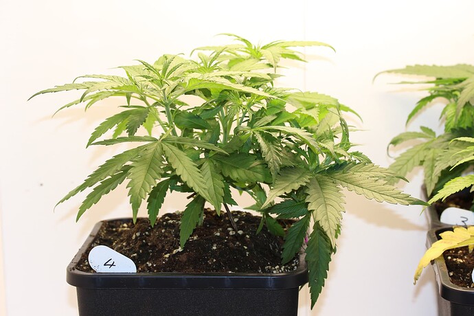 Growreport Bild 17