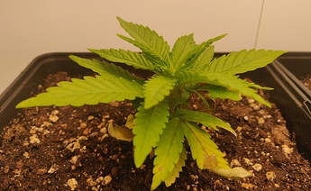 Growreport Bild 3