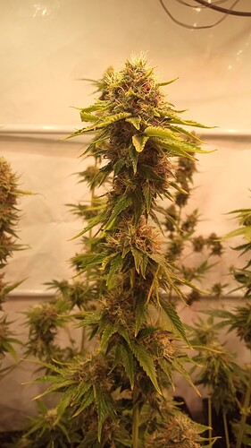 Growreport Bild 2