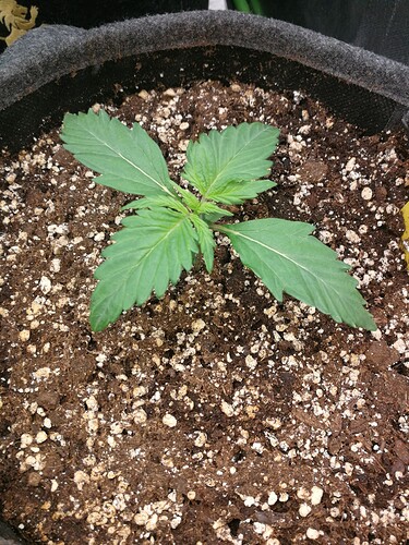Growreport Bild 139