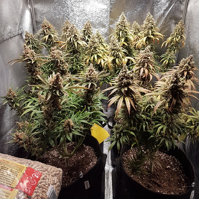 Growreport Bild 12