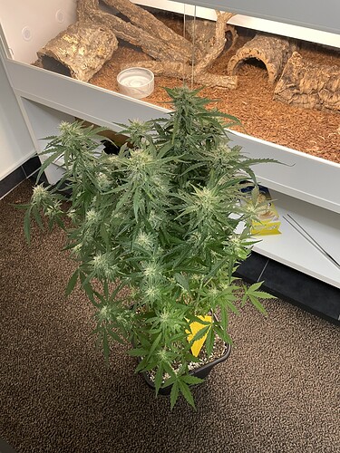 Growreport Bild 1