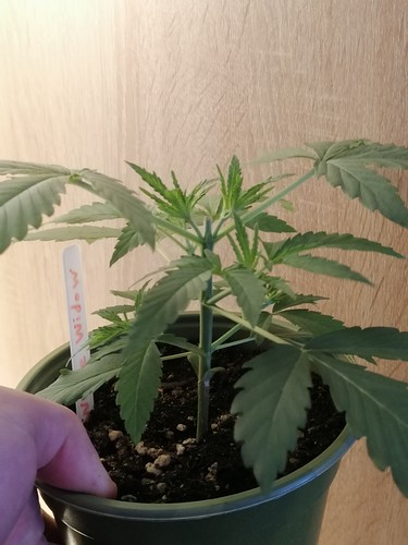 Growreport Bild 5