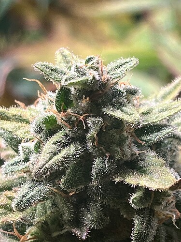 Growreport Bild 2