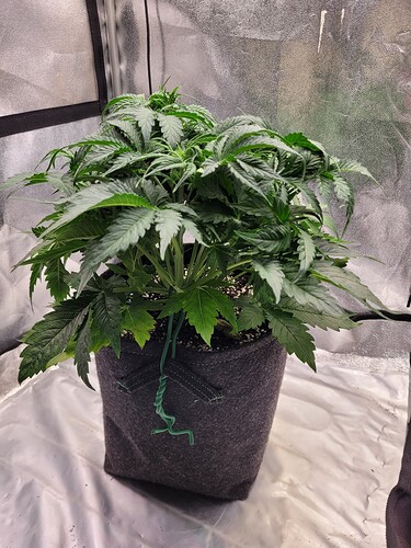 Growreport Bild 4