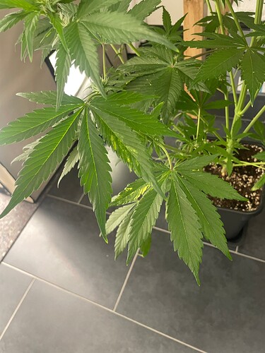 Growreport Bild 31