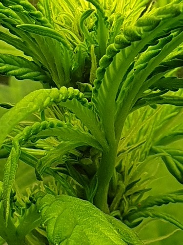 Growreport Bild 11