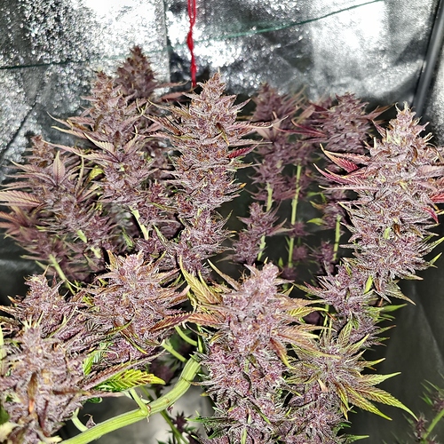 Growreport Bild 14