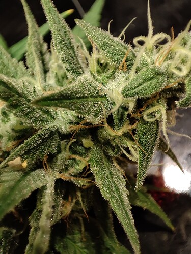 Growreport Bild 1