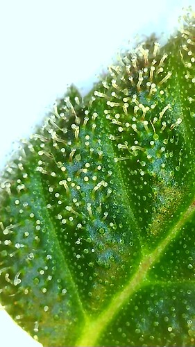 Growreport Bild 9