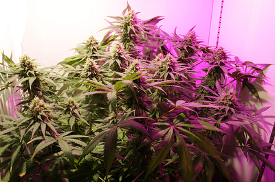 Growreport Bild 3