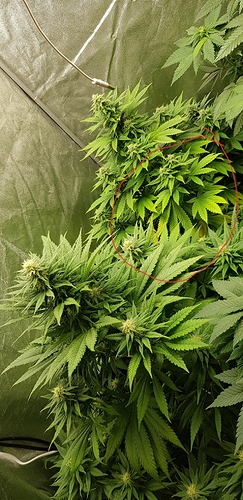 Growreport Bild 17