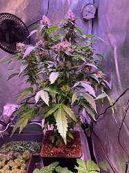 Growreport Bild 12