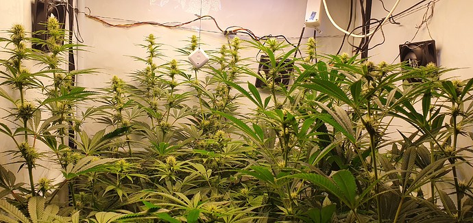 Growreport Bild 7