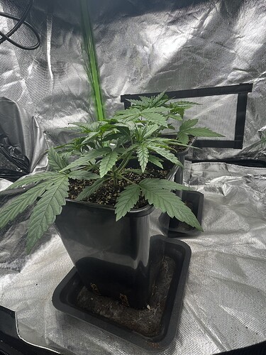 Growreport Bild 1