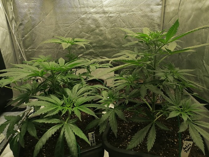 Growreport Bild 13