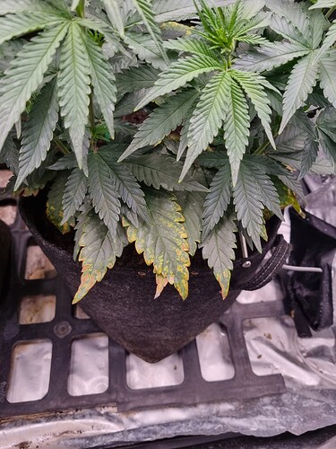 Growreport Bild 7