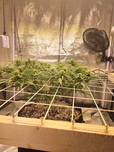 Growreport Bild 5