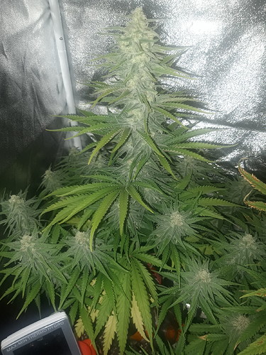 Growreport Bild 1