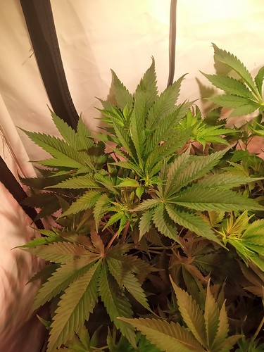 Growreport Bild 52