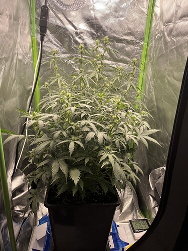 Growreport Bild 1